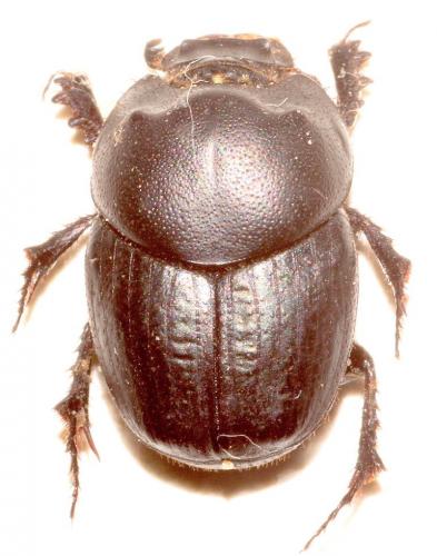 Euonthophagus bedeli